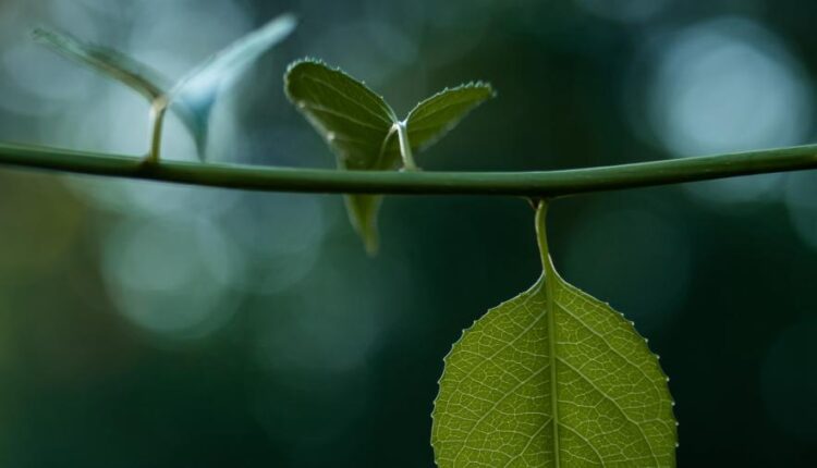 تصویر زمینه برگ