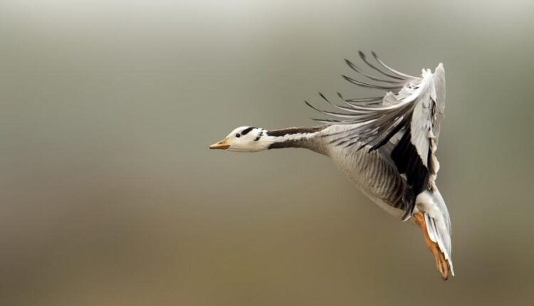 تصویر زمینه پرنده