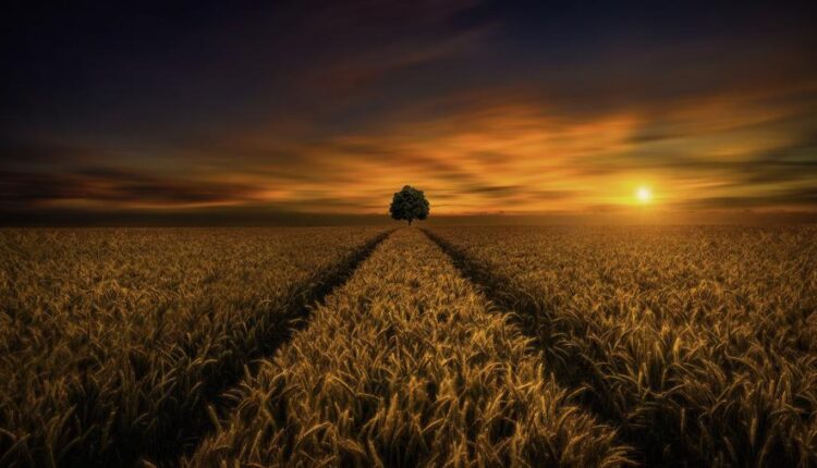 تصویر زمینه طلوع