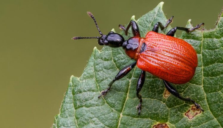 تصویر زمینه با کیفیت