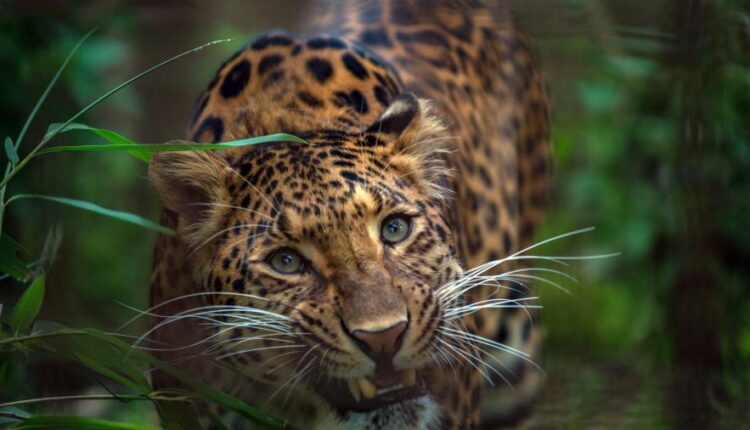 تصویر زمینه پلنگ