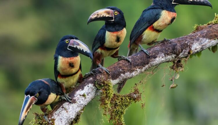 تصویر زمینه حیوانات