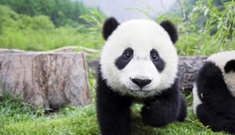 تصویر زمینه بامزه