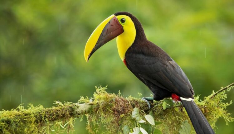 تصویر زمینه موبایل باکلاس