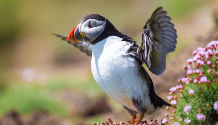 تصویر زمینه سامسونگ