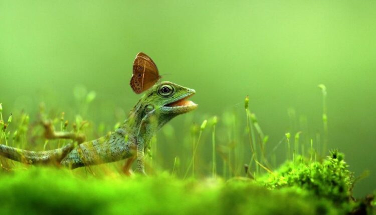 پس زمینه با کیفیت