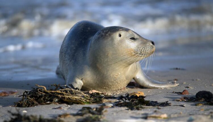 سری نوزدهم بک گراند های متنوع با کیفیت   Beautiful Wallpapers