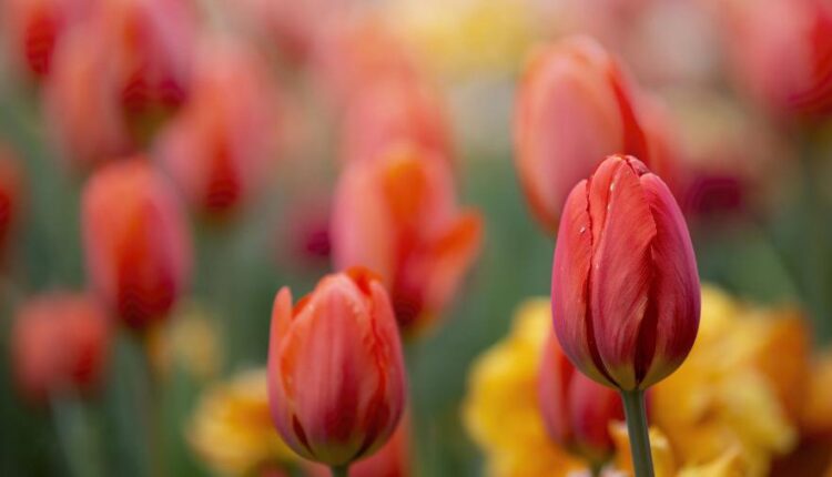 سری نوزدهم بک گراند های متنوع با کیفیت   Beautiful Wallpapers