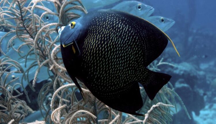 پس زمینه ماهی