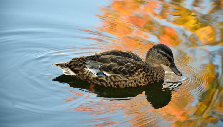 سری بیست و دوم تصویر زمینه های متنوع با کیفیت   Wallpapers