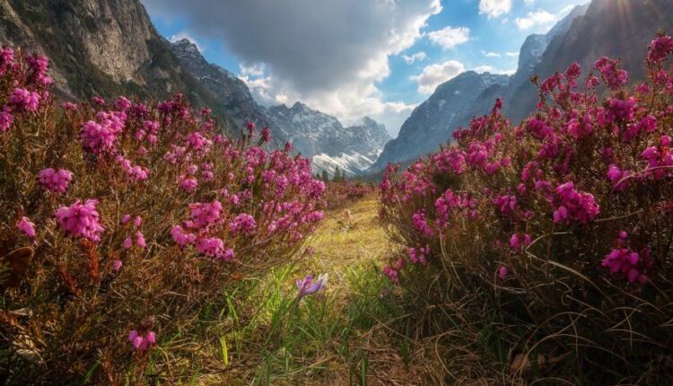 پس زمینه طبیعت