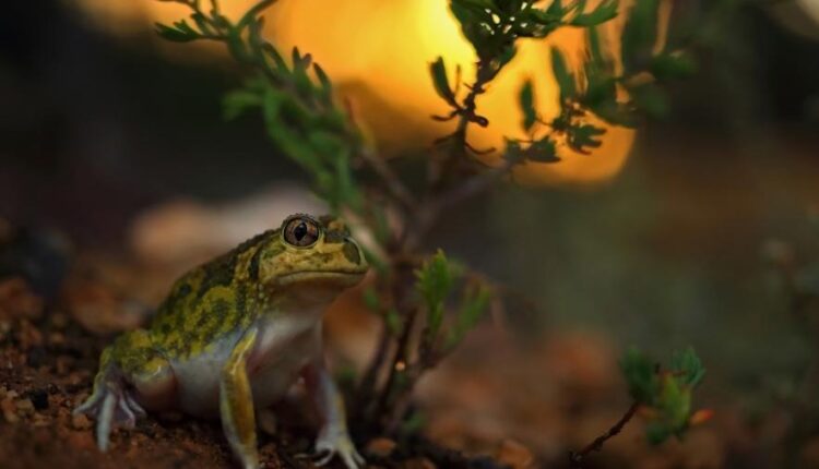 والپیپر موبایل