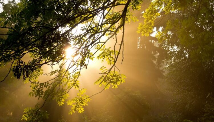 بک گراند طبیعت