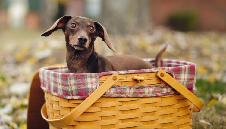 بک گراند حیوانات بامزه