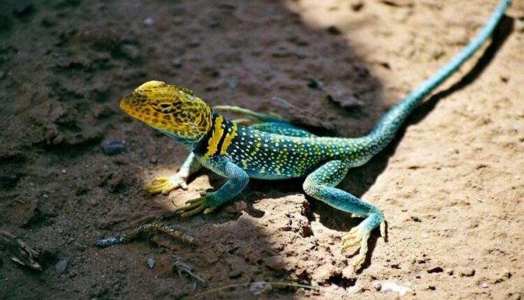 بک گراند حیوانات