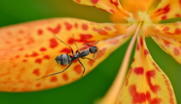 تصویر زمینه حیوانات