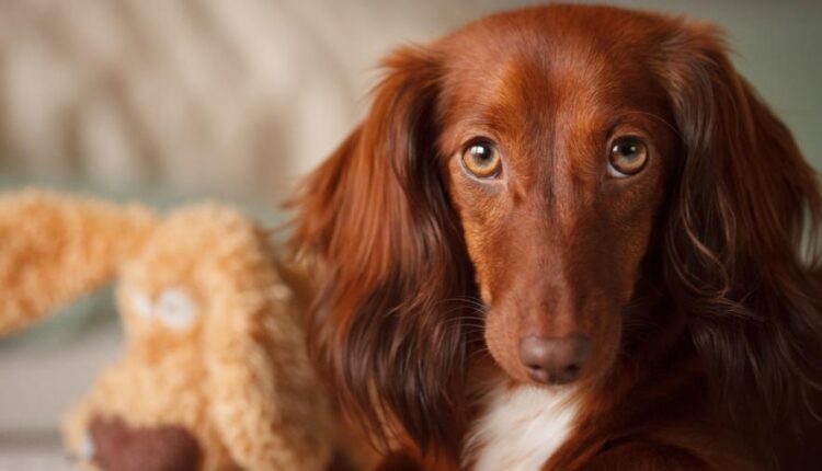 تصویر زمینه حیوانات