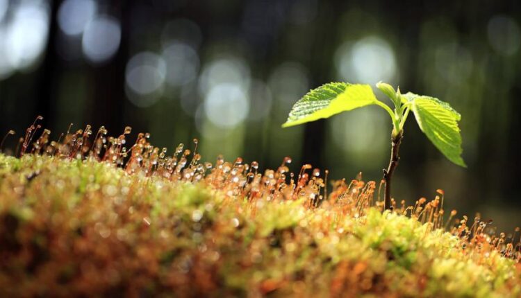 تصویر زمینه طبیعت