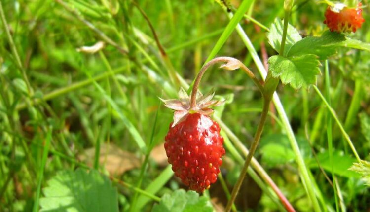 تصویر زمینه طبیعت