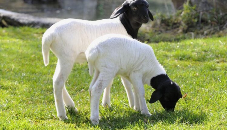 سری بیست و سوم پس زمینه های متنوع با کیفیت   Wallpapers