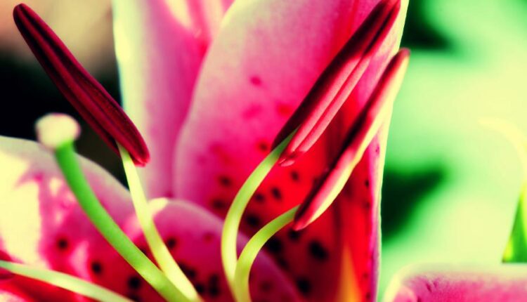 سری بیست و سوم پس زمینه های متنوع با کیفیت   Wallpapers