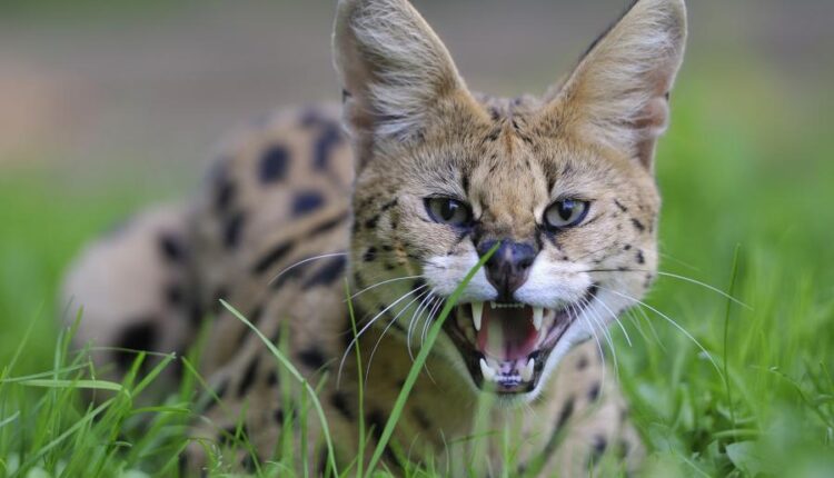 سری بیست و سوم پس زمینه های متنوع با کیفیت   Wallpapers