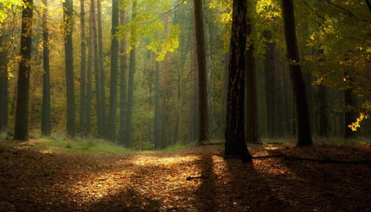 سری بیست و سوم پس زمینه های متنوع با کیفیت   Wallpapers