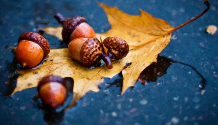 سری بیست و سوم پس زمینه های متنوع با کیفیت   Wallpapers