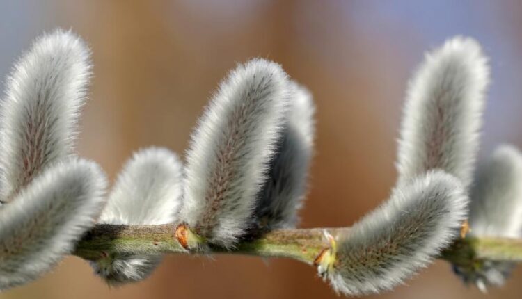 سری بیست و سوم پس زمینه های متنوع با کیفیت   Wallpapers