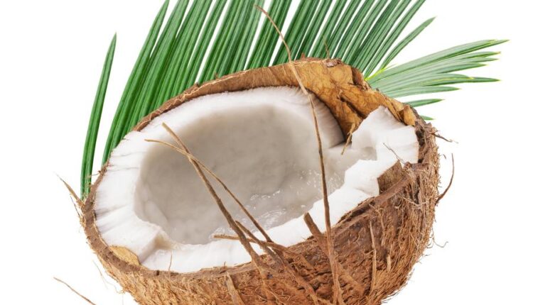 عکس استوک نارگیل   Coconut and milk tropical