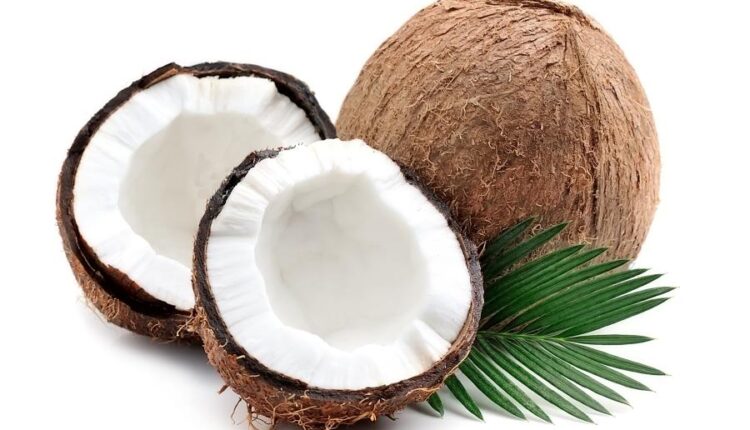 عکس استوک نارگیل   Coconut and milk tropical