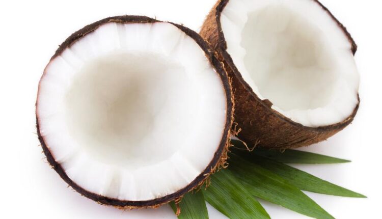 عکس استوک نارگیل   Coconut and milk tropical