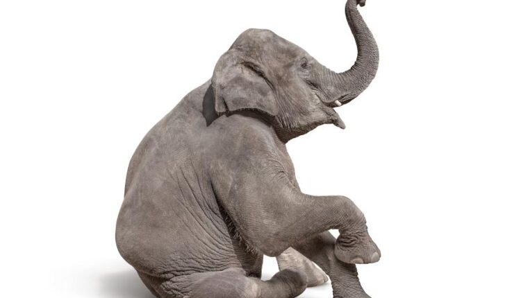 15 عکس استوک فیل   15 Elephant Isolated