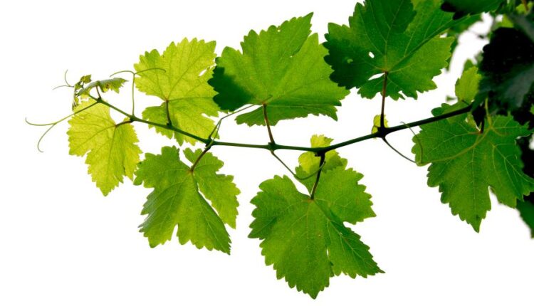 عکس استوک برگ درخت انگور   Grape Vine Isolated0