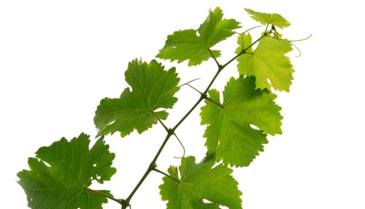 عکس استوک برگ درخت انگور   Grape Vine Isolated0