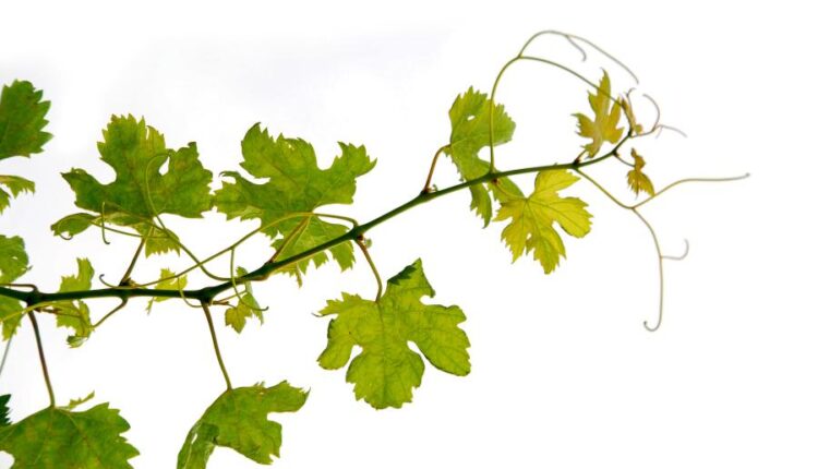 عکس استوک برگ درخت انگور   Grape Vine Isolated0