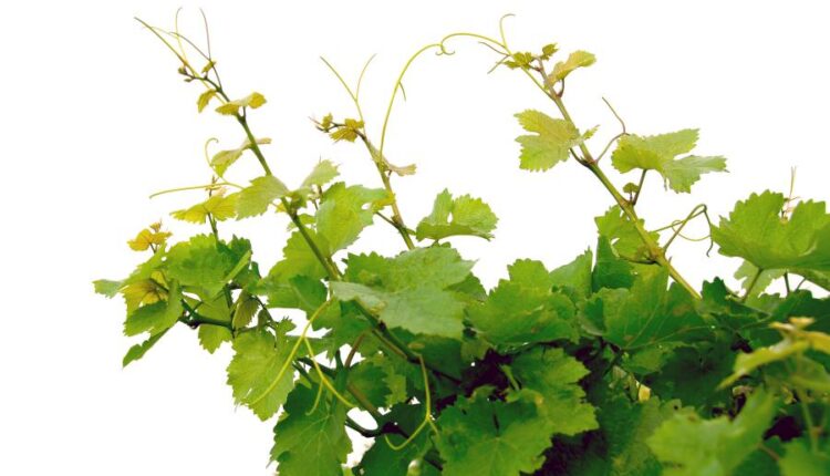 عکس استوک برگ درخت انگور   Grape Vine Isolated0
