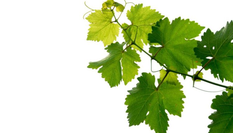 عکس استوک برگ درخت انگور   Grape Vine Isolated0