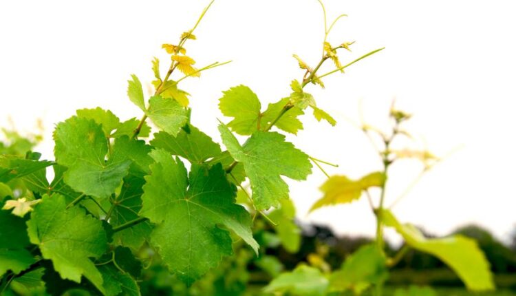عکس استوک برگ درخت انگور   Grape Vine Isolated0