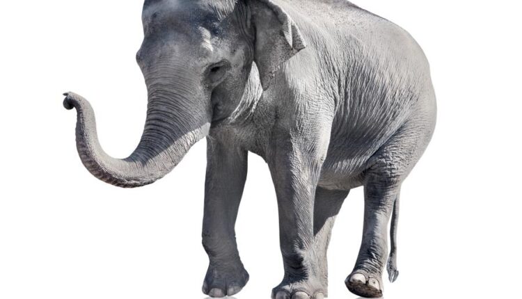 15 عکس استوک فیل   15 Elephant Isolated