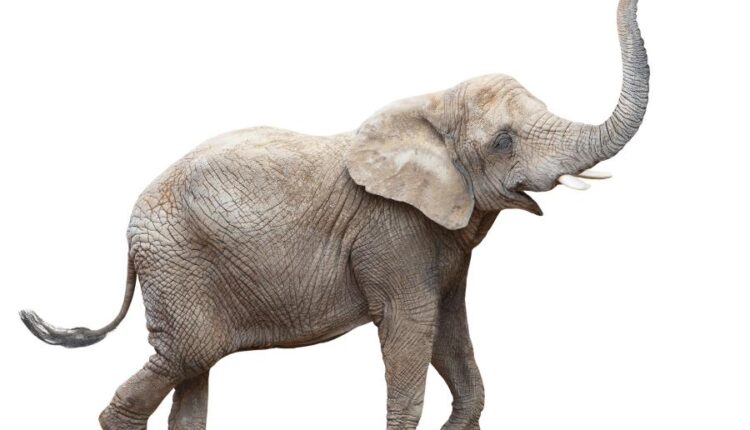 15 عکس استوک فیل   15 Elephant Isolated