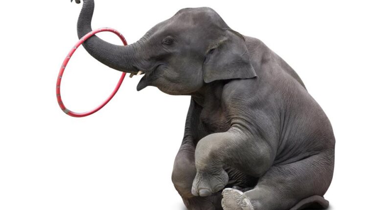 15 عکس استوک فیل   15 Elephant Isolated