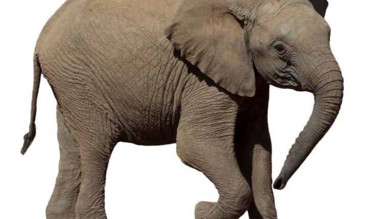 15 عکس استوک فیل   15 Elephant Isolated