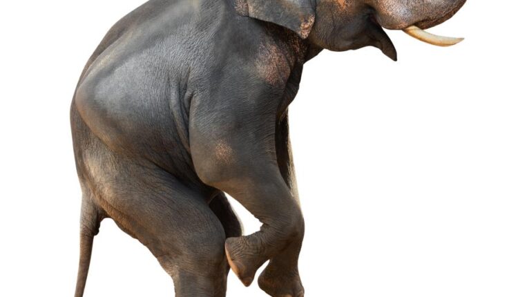 15 عکس استوک فیل   15 Elephant Isolated