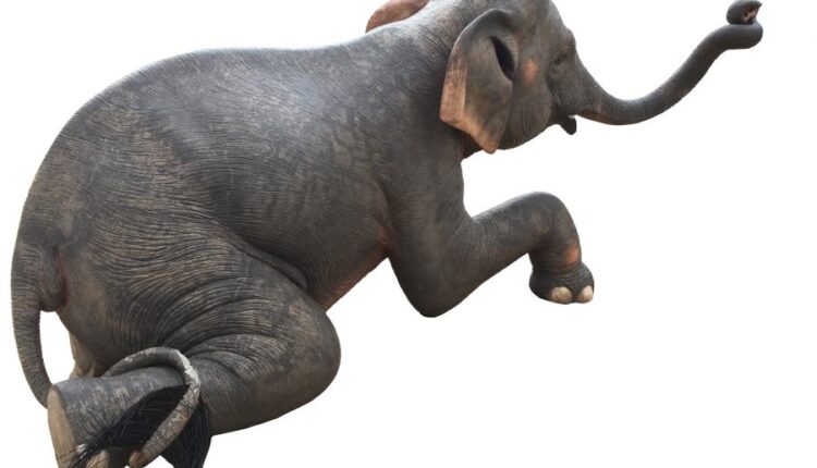 15 عکس استوک فیل   15 Elephant Isolated