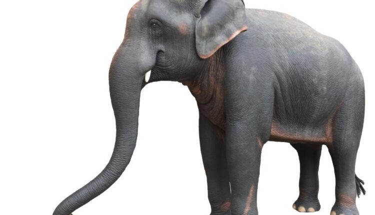 15 عکس استوک فیل   15 Elephant Isolated
