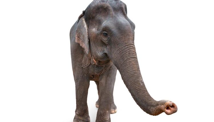 15 عکس استوک فیل   15 Elephant Isolated