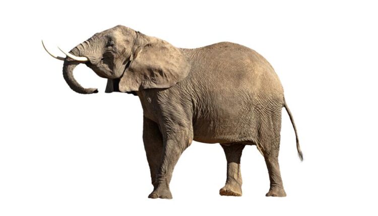 15 عکس استوک فیل   15 Elephant Isolated