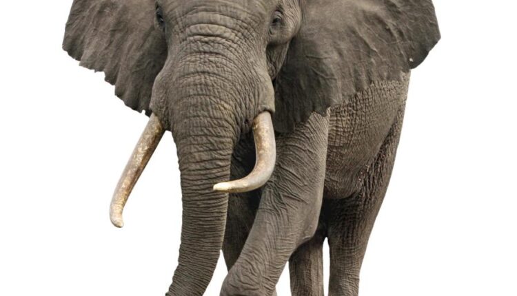 15 عکس استوک فیل   15 Elephant Isolated