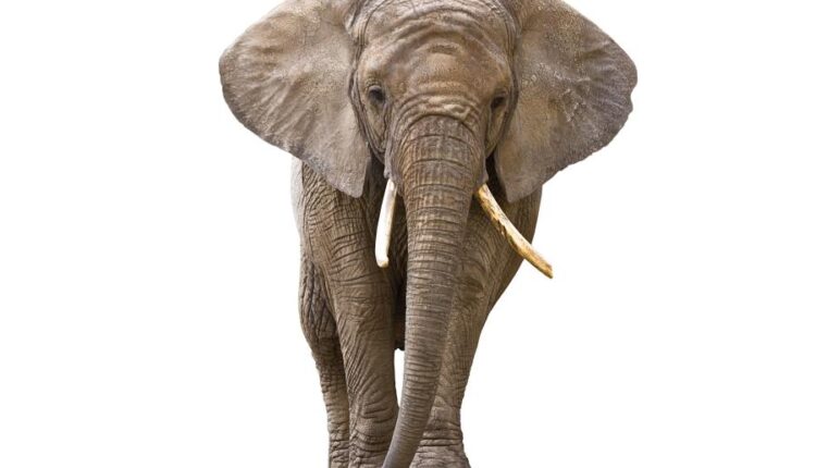 15 عکس استوک فیل   15 Elephant Isolated